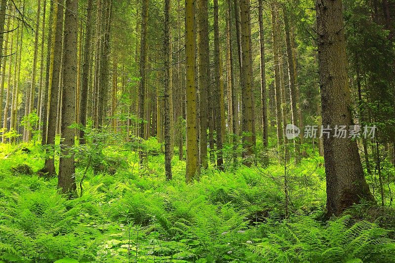 松树绿色高山林地-格局景观，常绿森林，自然格局，树干美丽的自然背景，巴伐利亚阿尔卑斯和蒂罗尔边境-奥地利/德国